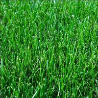 Turf